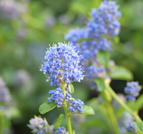 Latnatec kytkokvětý - Ceanothus thyrsiflorus repens