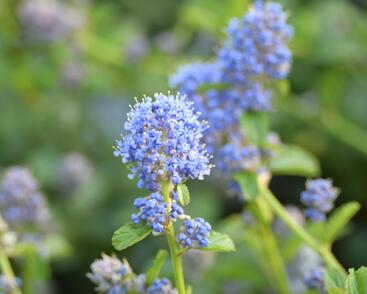 Latnatec kytkokvětý