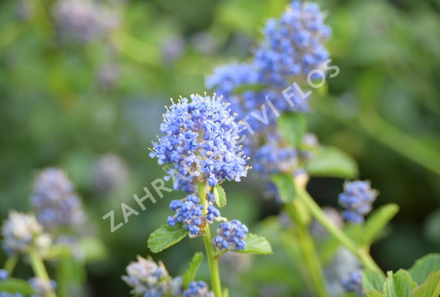 Latnatec kytkokvětý - Ceanothus thyrsiflorus repens