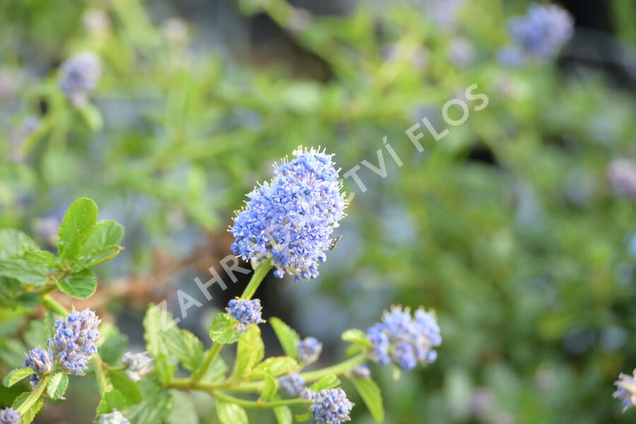 Latnatec kytkokvětý - Ceanothus thyrsiflorus repens