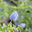 Latnatec kytkokvětý - Ceanothus thyrsiflorus repens