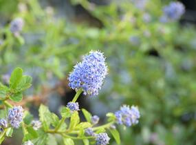Latnatec kytkokvětý - Ceanothus thyrsiflorus repens