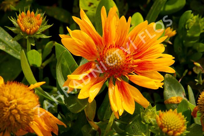 Kokarda osinatá 'Arizona Apricot' - Gaillardia aristata 'Arizona Apricot'