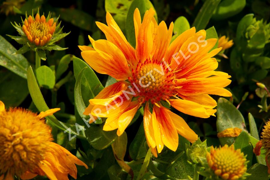 Kokarda osinatá 'Arizona Apricot' - Gaillardia aristata 'Arizona Apricot'