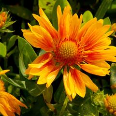 Kokarda osinatá 'Arizona Apricot' - Gaillardia aristata 'Arizona Apricot'