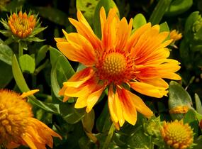 Kokarda osinatá 'Arizona Apricot' - Gaillardia aristata 'Arizona Apricot'