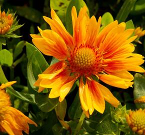 Kokarda osinatá 'Arizona Apricot' - Gaillardia aristata 'Arizona Apricot'