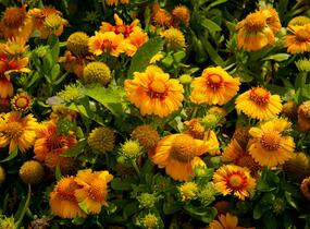 Kokarda osinatá 'Arizona Apricot' - Gaillardia aristata 'Arizona Apricot'