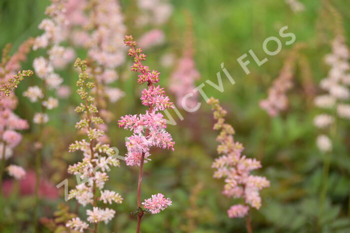 Čechrava Arendsova 'Grete Püngel' - Astilbe arendsii 'Grete Püngel'