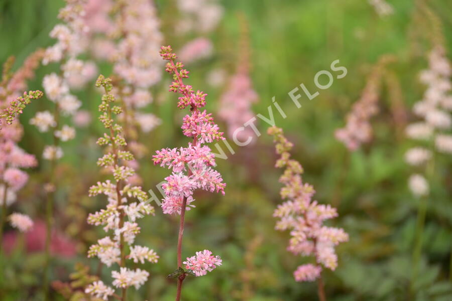 Čechrava Arendsova 'Grete Püngel' - Astilbe arendsii 'Grete Püngel'