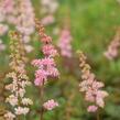 Čechrava Arendsova 'Grete Püngel' - Astilbe arendsii 'Grete Püngel'