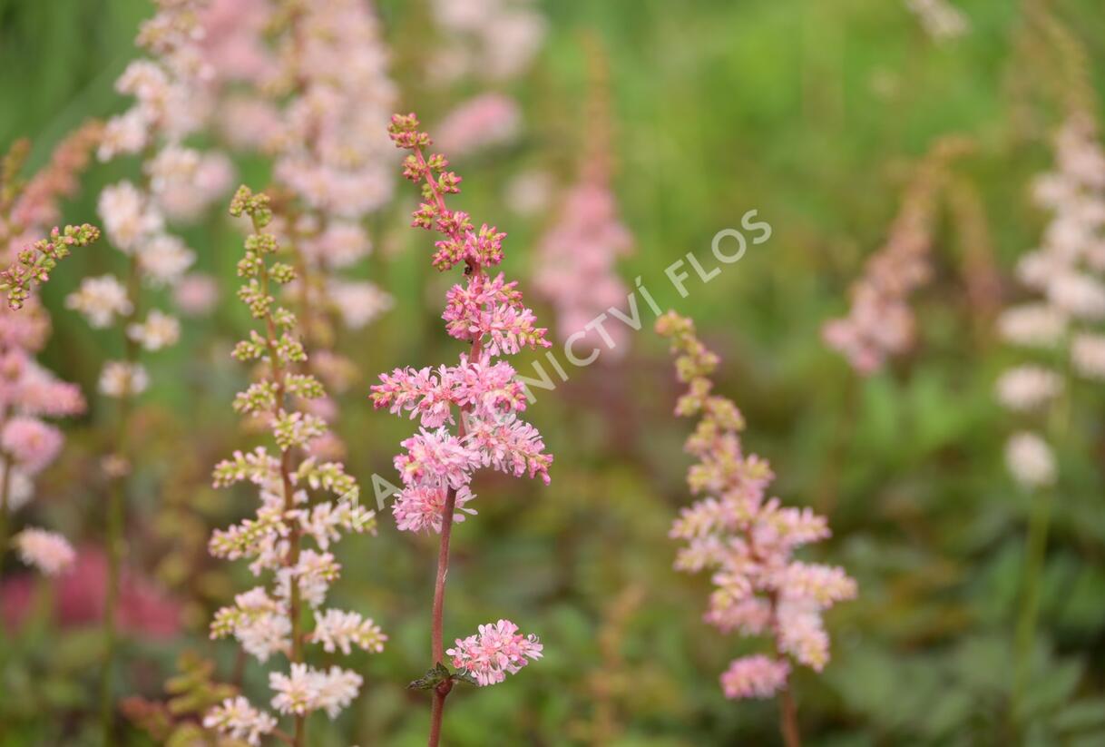 Čechrava Arendsova 'Grete Püngel' - Astilbe arendsii 'Grete Püngel'