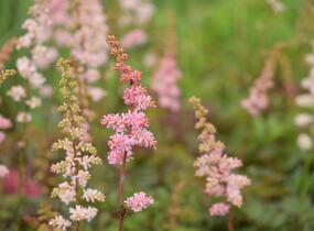 Čechrava Arendsova 'Grete Püngel' - Astilbe arendsii 'Grete Püngel'