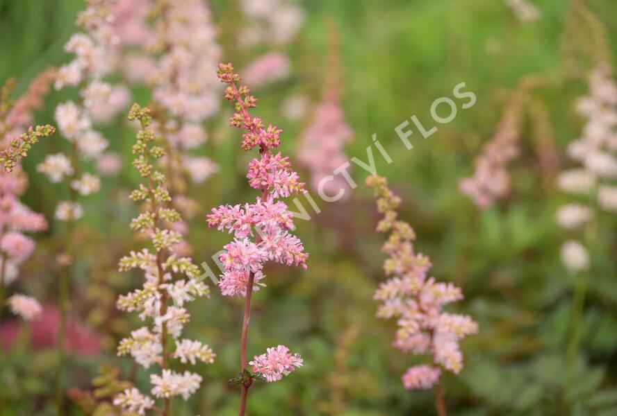 Čechrava Arendsova 'Grete Püngel' - Astilbe arendsii 'Grete Püngel'