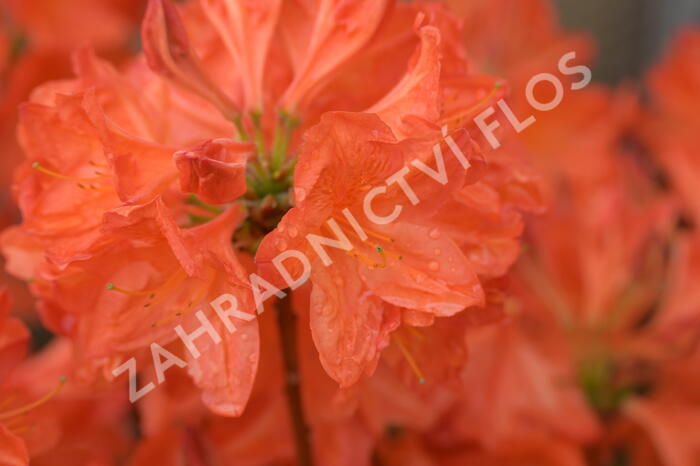 Azalka 'Satan' - Azalea (KH) 'Satan'