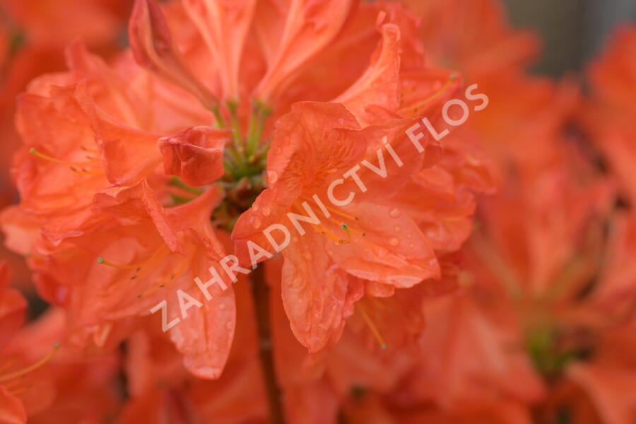 Azalka 'Satan' - Azalea (KH) 'Satan'