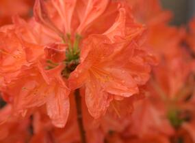 Azalka 'Satan' - Azalea (KH) 'Satan'