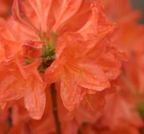 Azalka 'Satan' - Azalea (KH) 'Satan'