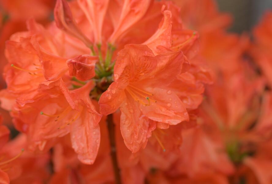 Azalka 'Satan' - Azalea (KH) 'Satan'