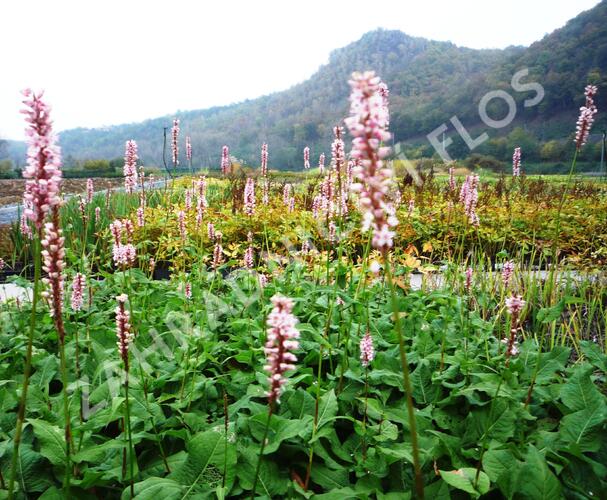 Rdesno objímavé 'Rosea' - Bistorta amplexicaulis 'Rosea'