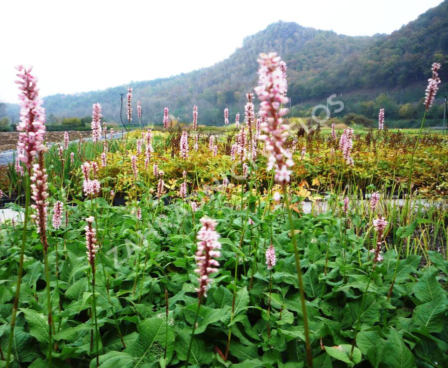 Rdesno objímavé 'Rosea' - Bistorta amplexicaulis 'Rosea'