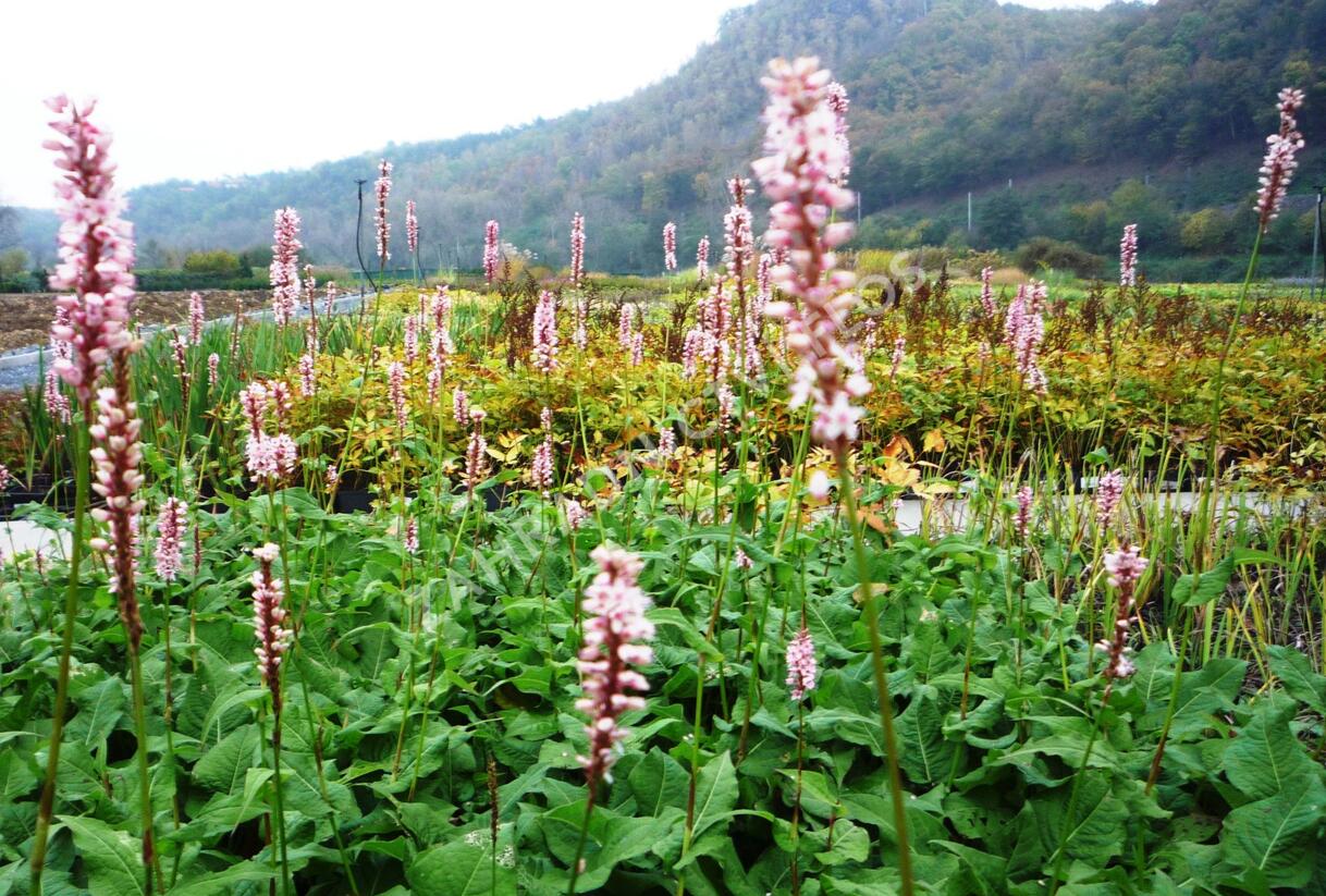 Rdesno objímavé 'Rosea' - Bistorta amplexicaulis 'Rosea'