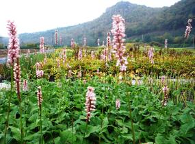 Rdesno objímavé 'Rosea' - Bistorta amplexicaulis 'Rosea'