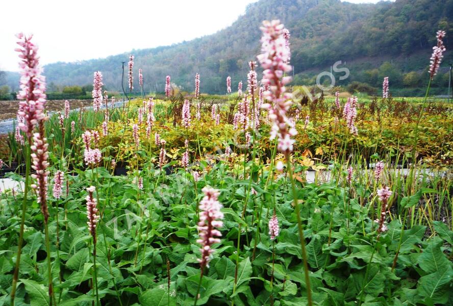 Rdesno objímavé 'Rosea' - Bistorta amplexicaulis 'Rosea'