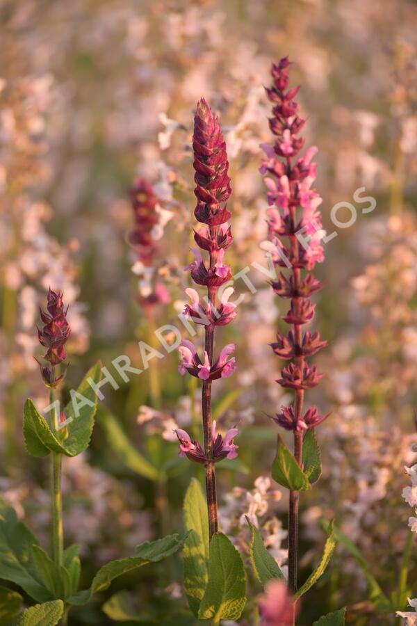 Šalvěj hajní 'Caradonna Pink' - Salvia nemorosa 'Caradonna Pink'