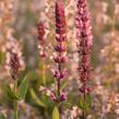 Šalvěj hajní 'Caradonna Pink' - Salvia nemorosa 'Caradonna Pink'