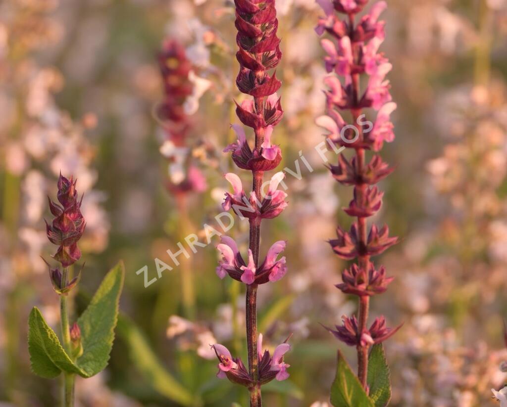Šalvěj hajní 'Caradonna Pink' - Salvia nemorosa 'Caradonna Pink'