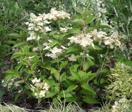 Hortenzie latnatá 'Prim White' - Hydrangea paniculata 'Prim White'