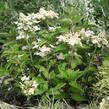 Hortenzie latnatá 'Prim White' - Hydrangea paniculata 'Prim White'