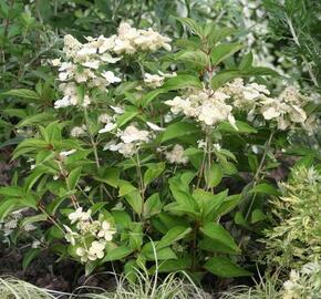 Hortenzie latnatá 'Prim White' - Hydrangea paniculata 'Prim White'