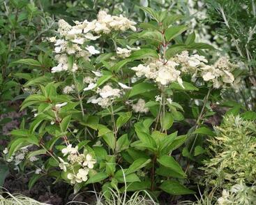 Hortenzie latnatá 'Prim White'