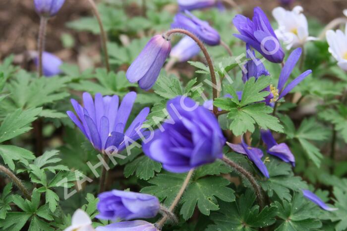 Sasanka vábná 'Blue Shades' - Anemone blanda 'Blue Shades'