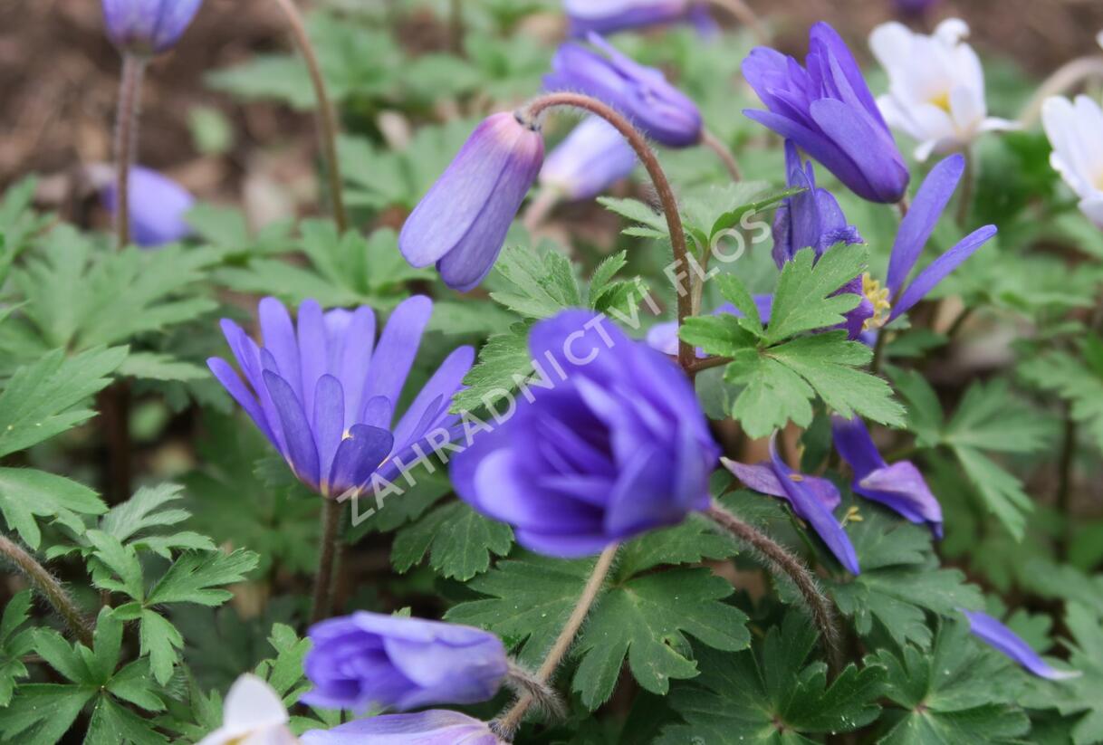 Sasanka vábná 'Blue Shades' - Anemone blanda 'Blue Shades'