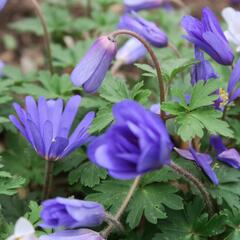 Sasanka vábná 'Blue Shades' - Anemone blanda 'Blue Shades'