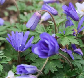 Sasanka vábná 'Blue Shades' - Anemone blanda 'Blue Shades'