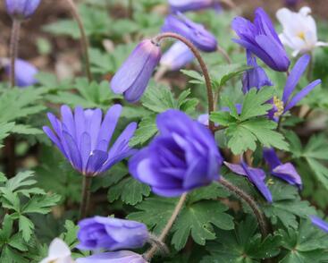 Sasanka vábná 'Blue Shades'