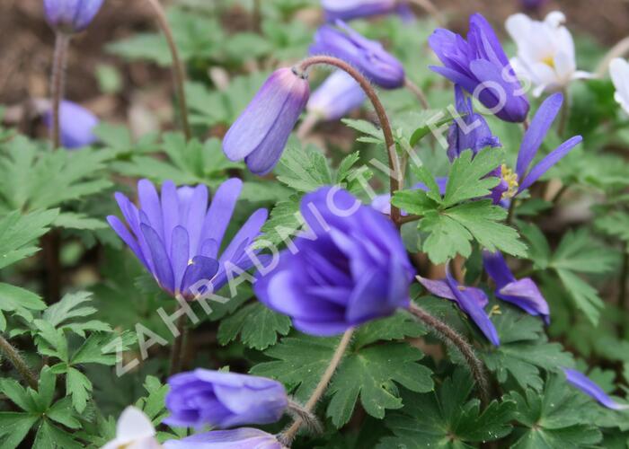 Sasanka vábná 'Blue Shades' - Anemone blanda 'Blue Shades'