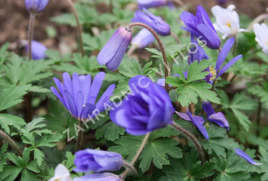 Sasanka vábná 'Blue Shades' - Anemone blanda 'Blue Shades'