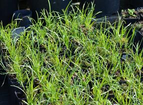 Pažitka čínská - Allium tuberosum