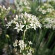 Pažitka čínská - Allium tuberosum