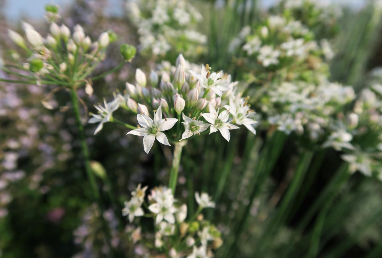Pažitka čínská - Allium tuberosum