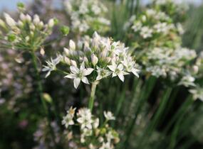 Pažitka čínská - Allium tuberosum
