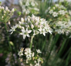 Pažitka čínská - Allium tuberosum