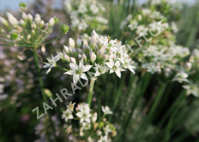 Pažitka čínská - Allium tuberosum