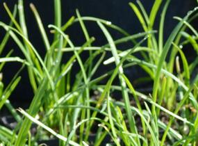 Pažitka čínská - Allium tuberosum