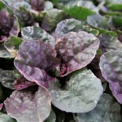 Zběhovec plazivý 'Sugar Plum' - Ajuga reptans 'Sugar Plum'